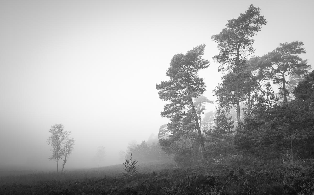 Noorderheide, Elspeet, Netherlands