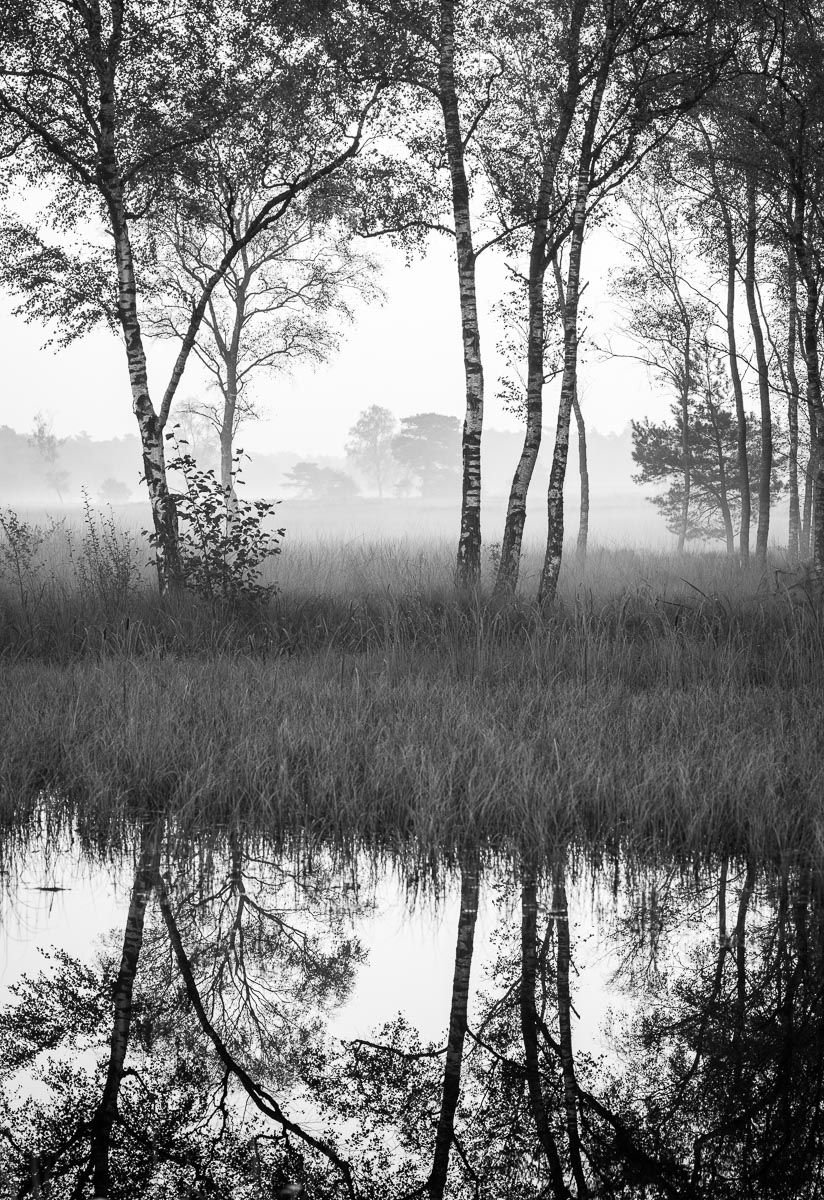 Noorderheide, Elspeet, Netherlands