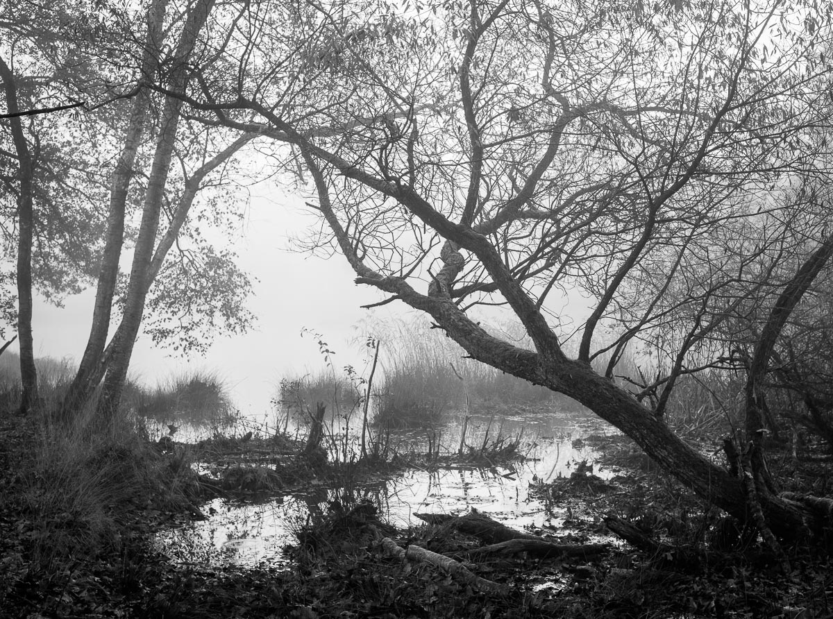 Noorderheide, Elspeet, Netherlands
